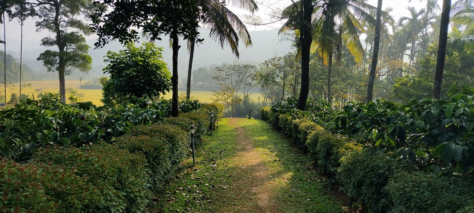 KP walking through a coffee plantation